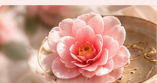 HerBloom Camellia Blossom